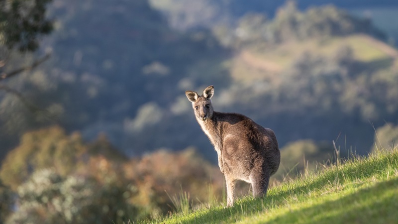 オーストラリア自然遺産とカンガルー