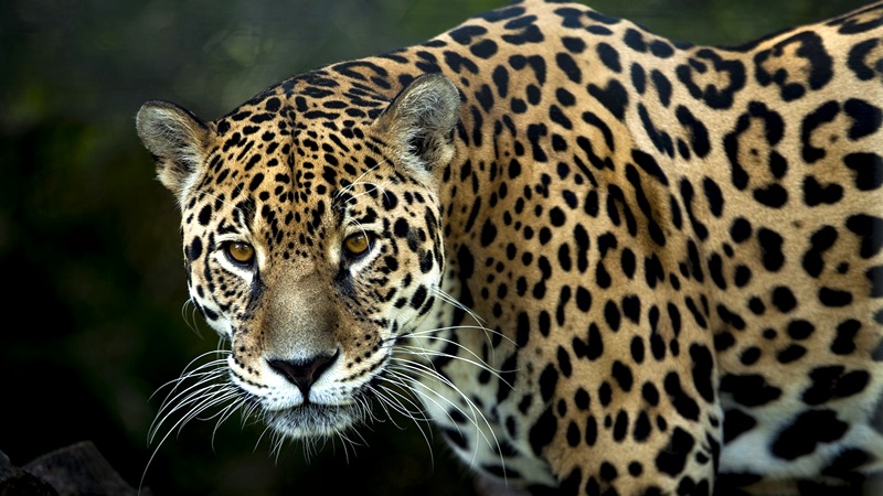 チリビケテ国立公園 - 「ジャガーのマロカ」